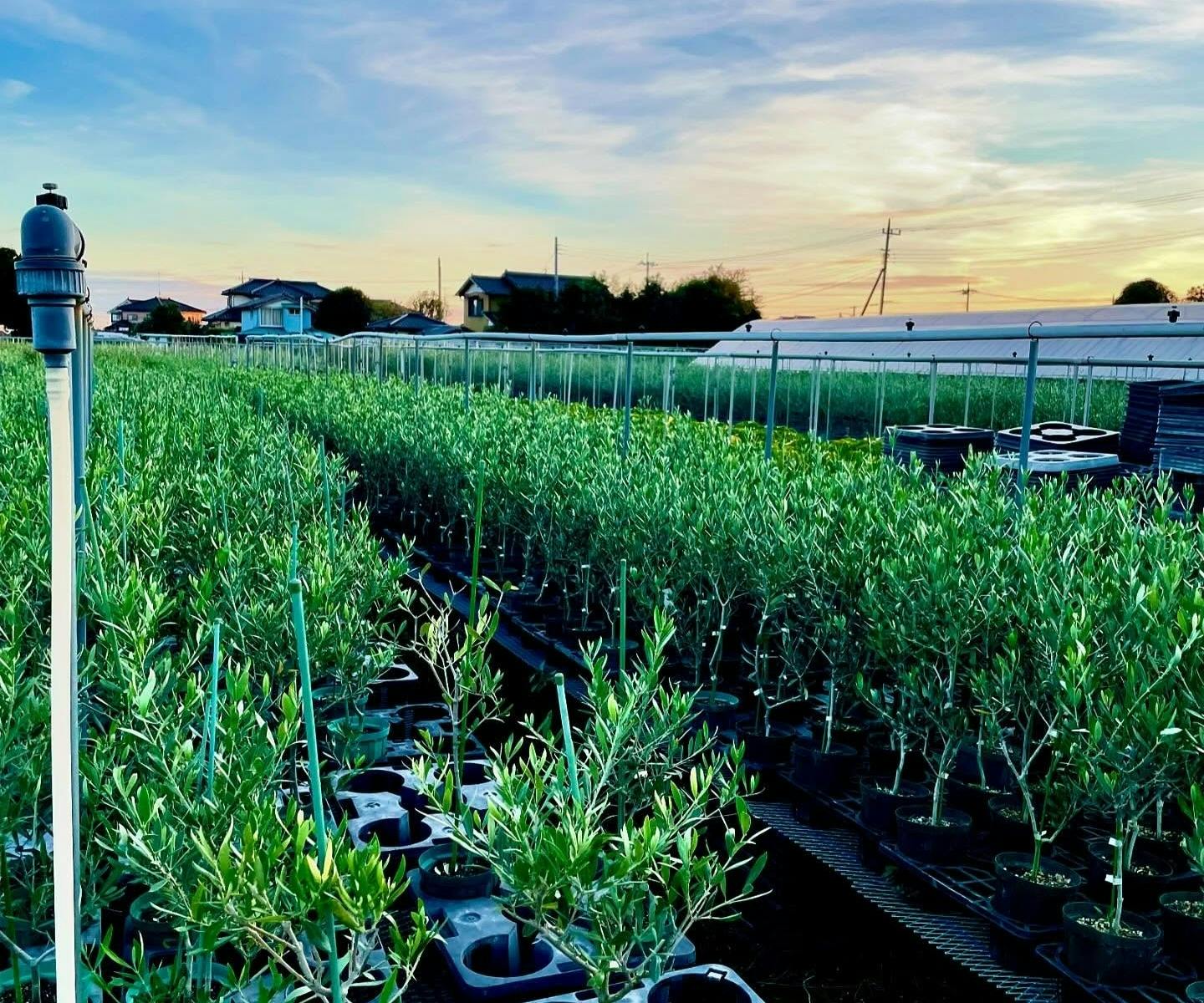 オリーブの木　oguraen 小倉園のオリーブの木 | 観葉植物ならHitoHana（ひとはな）