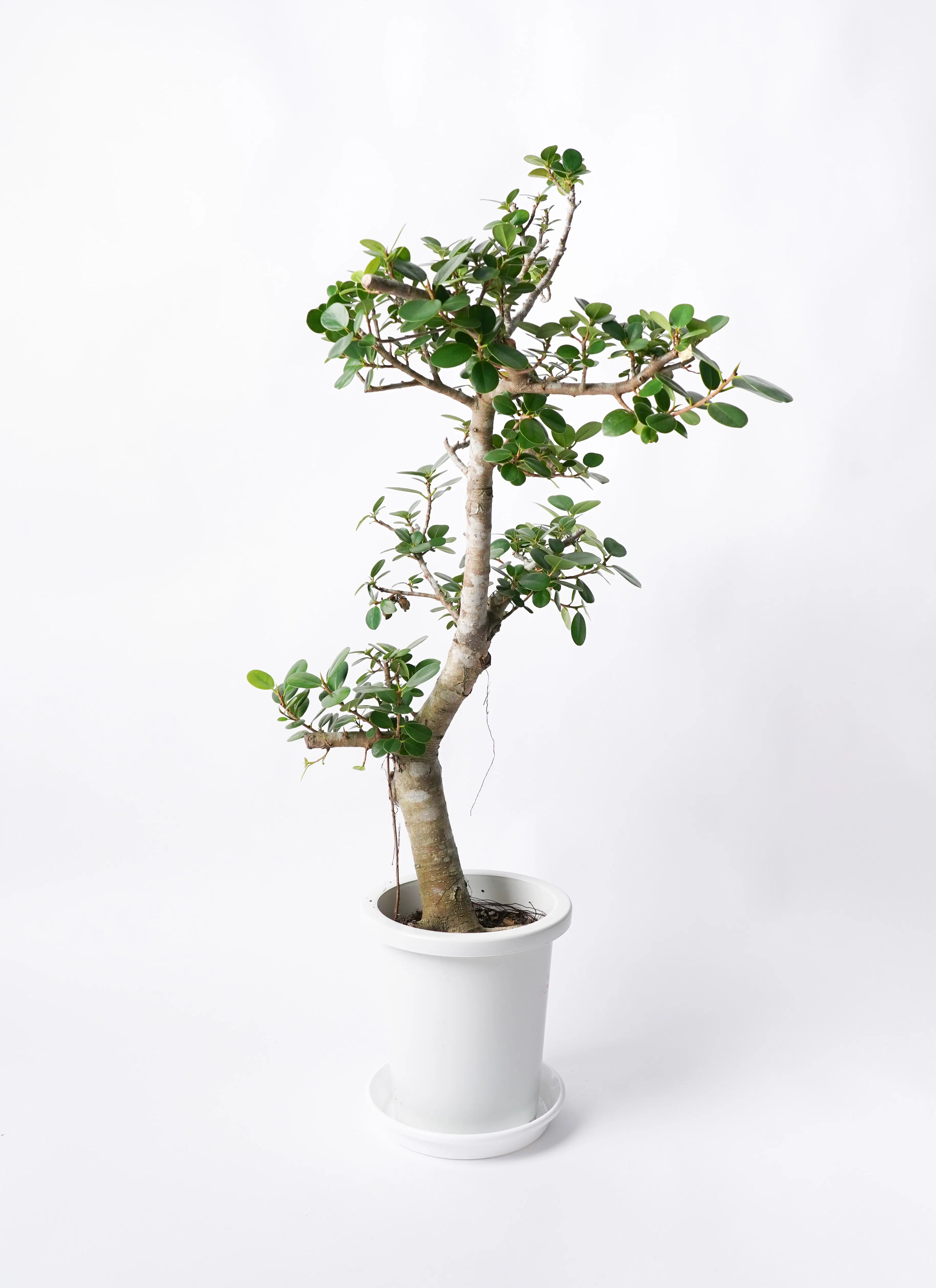 激レア フィカス パンダガジュマル 斑入り 5 希少 レア 観葉植物 白  