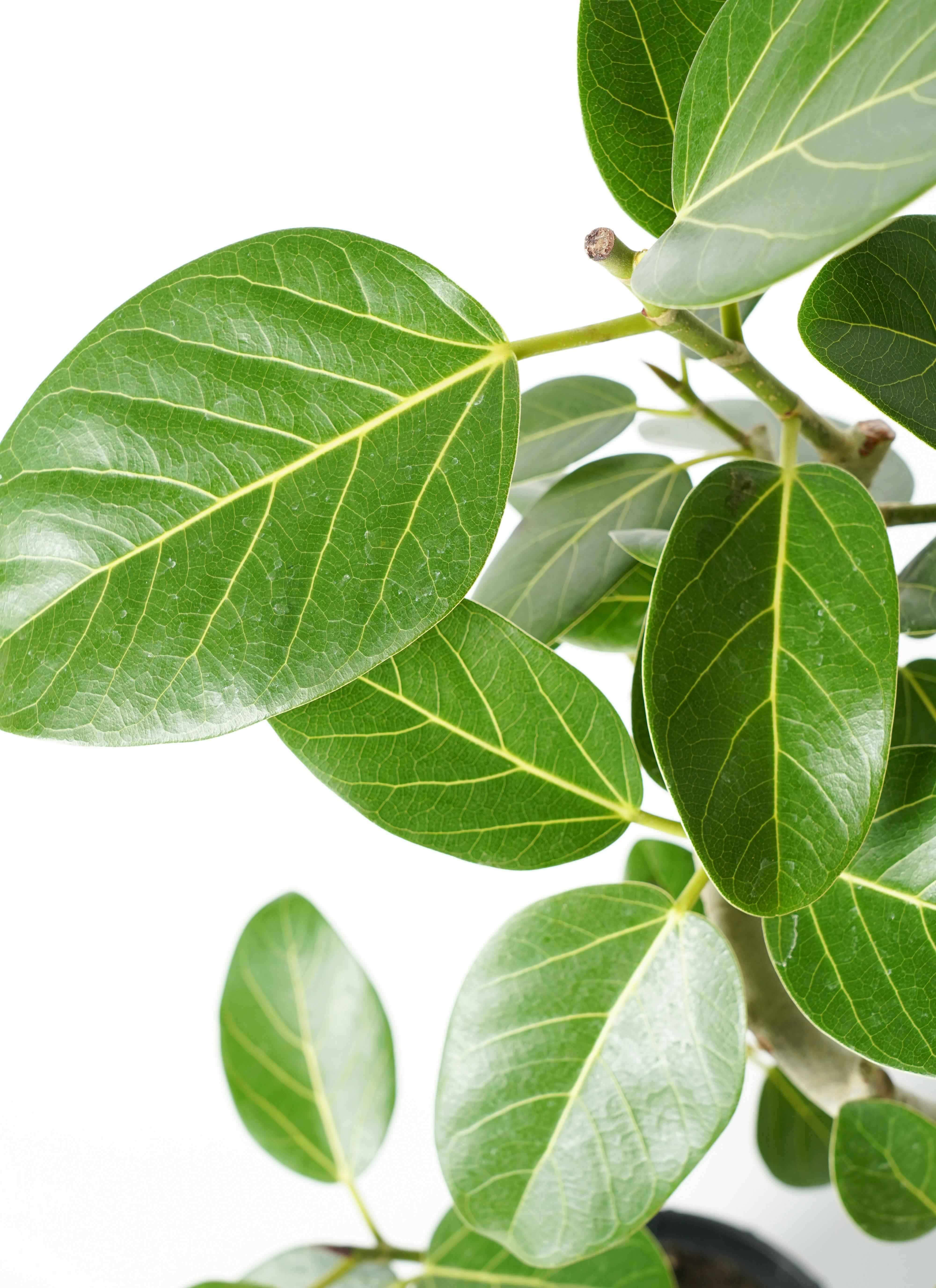 観葉植物 フィカス ベンガレンシス 7号 曲り プラスチック鉢