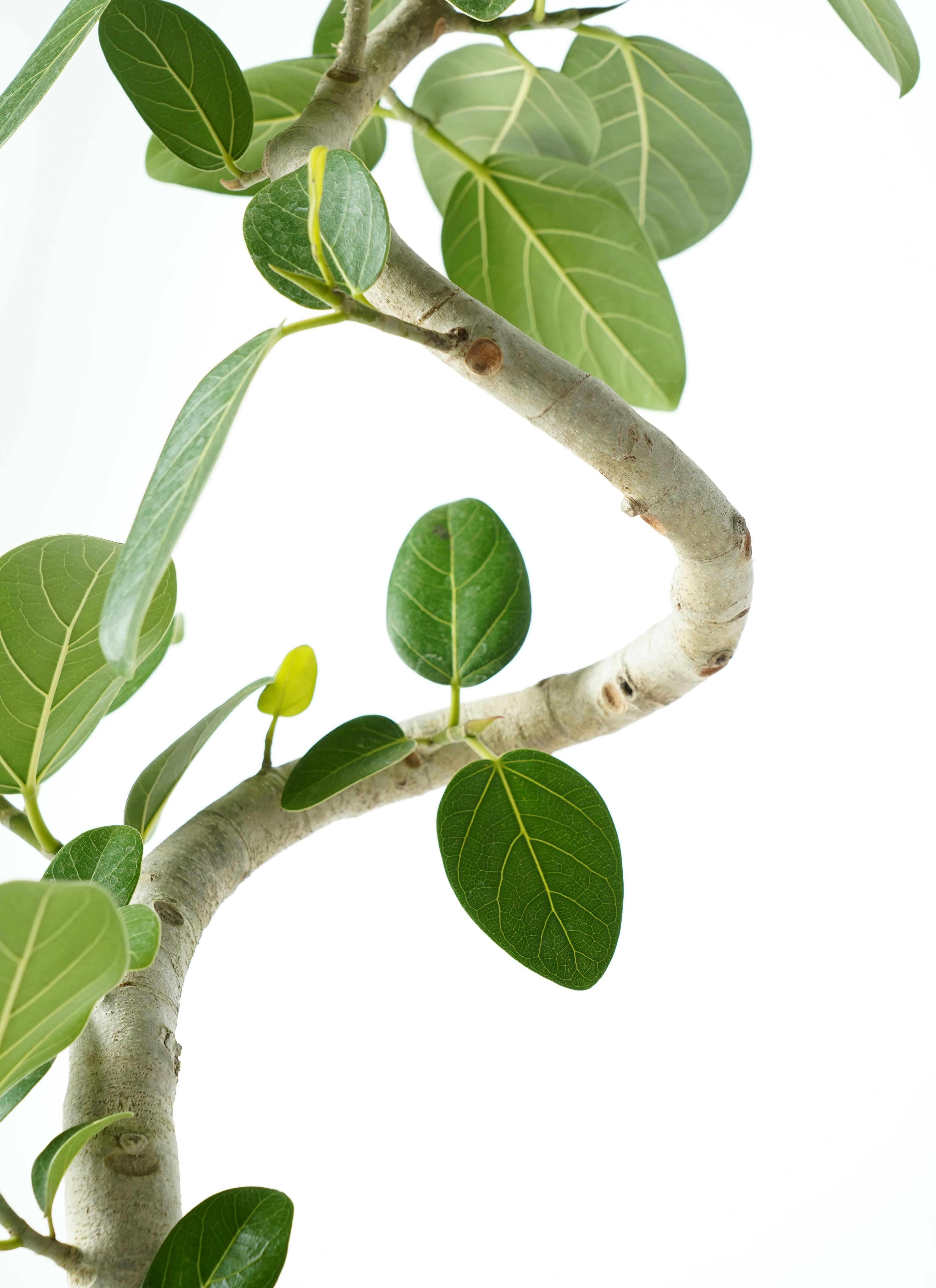 フィカス 。観葉植物。鉢ごと無料で発送致します。 観葉植物 フィカス ベンガレンシス 7号 曲り プラスチック鉢