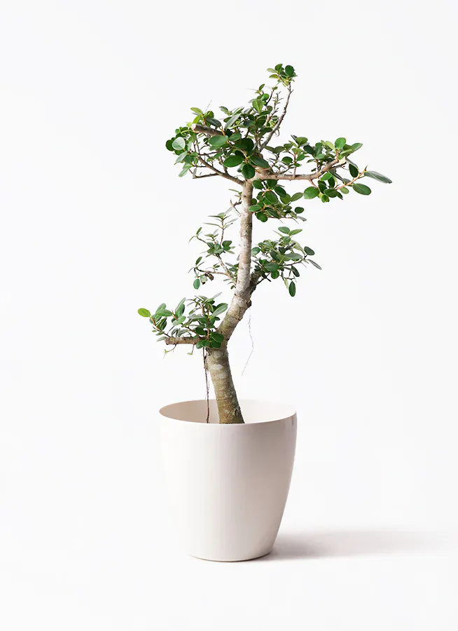 フィカス ルビー ストレート 6【現品】観葉植物 室内 大型 （現品 