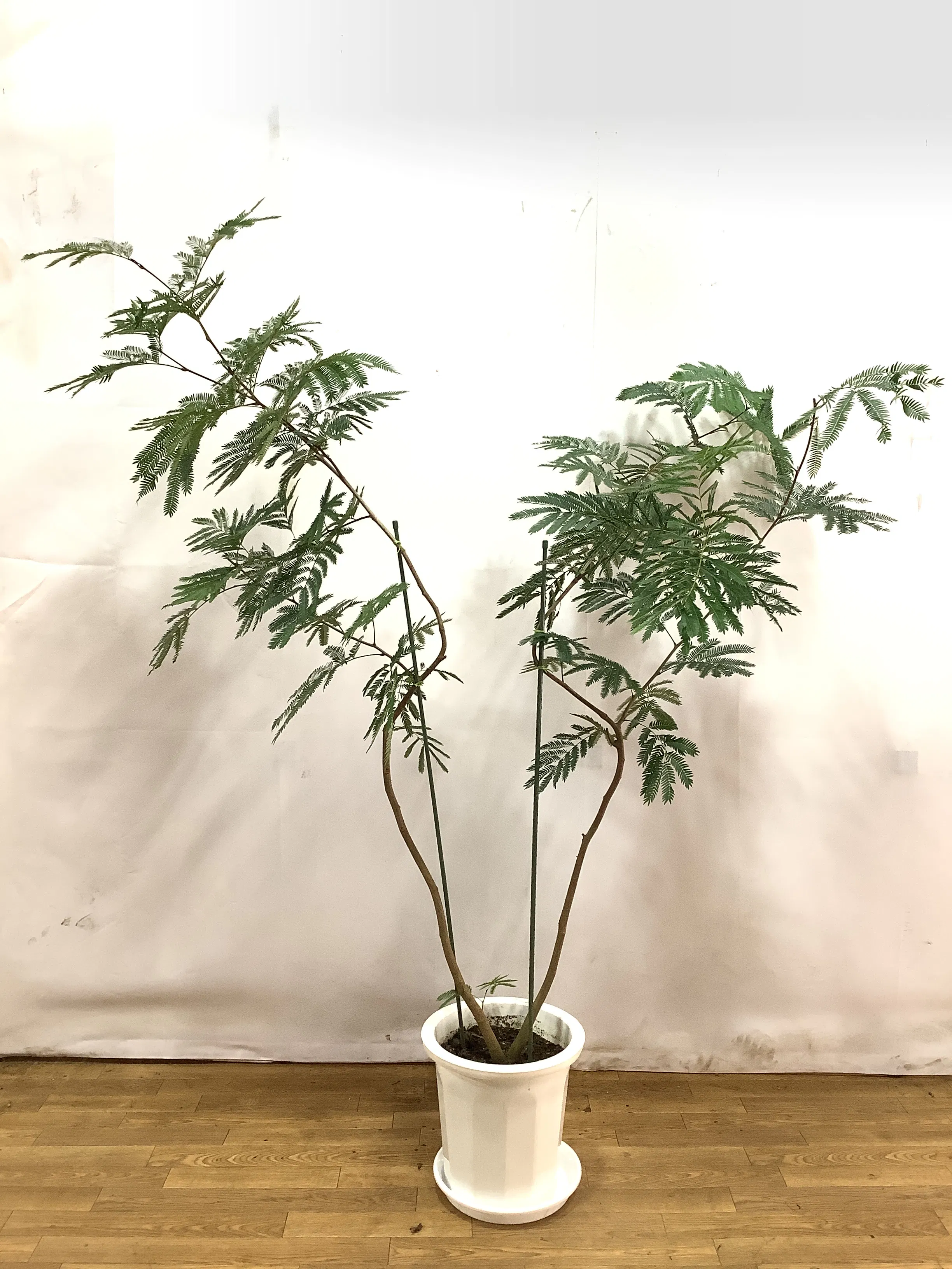 エバーフレッシュ 1点もの（現品・現物） | 観葉植物 | 送料無料でお 