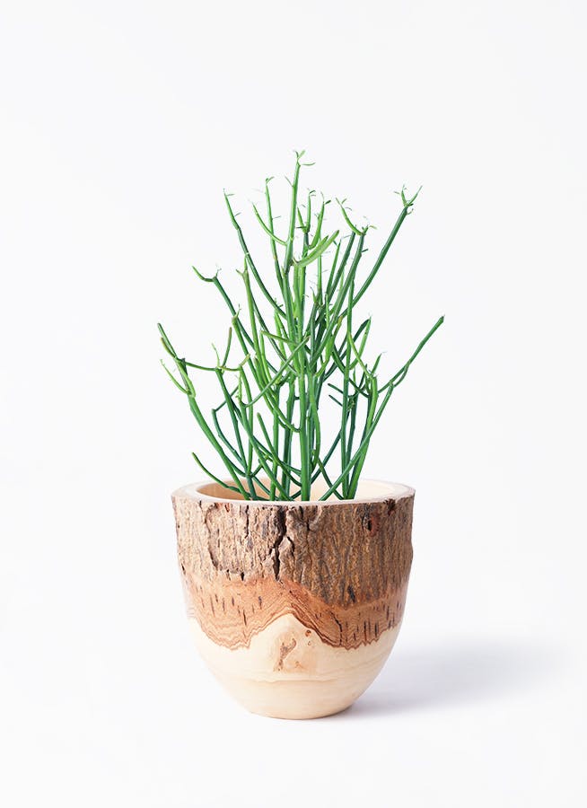 観葉植物 ユッカ 4号 ノーマル Mango Wood(マンゴーウッド