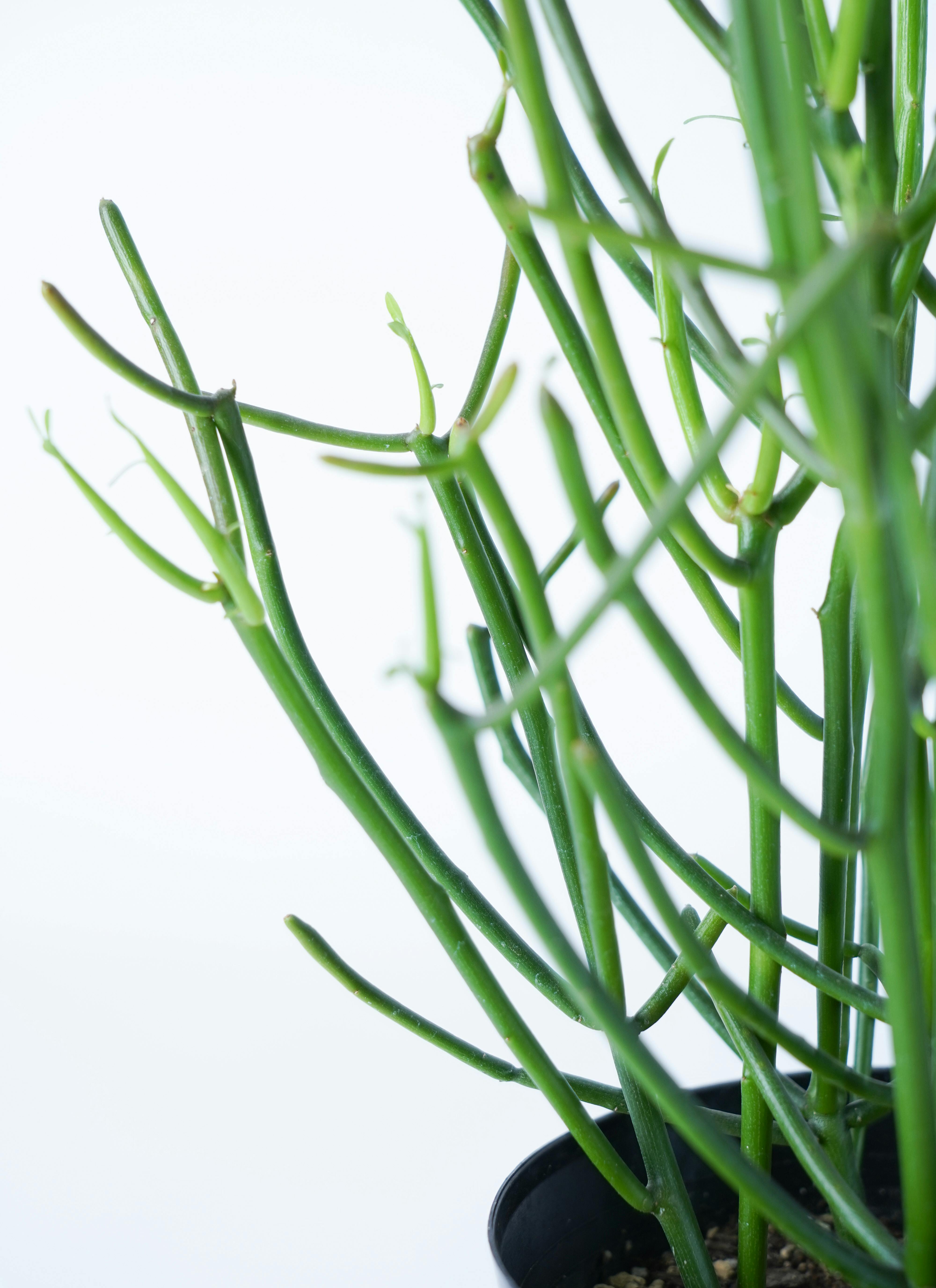 新宿でお渡し限定‼️ 観葉植物　ミルクブッシュ 新宿で手渡し限定【観葉植物】 ミルクブッシュ大型株❤️ 全長約