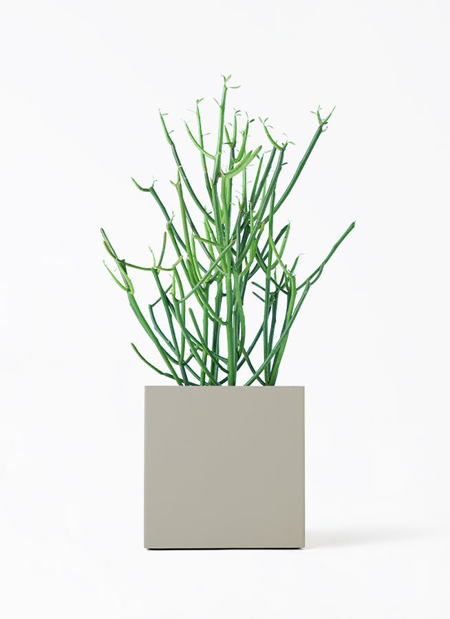 ミルクブッシュ | HitoHana（ひとはな）