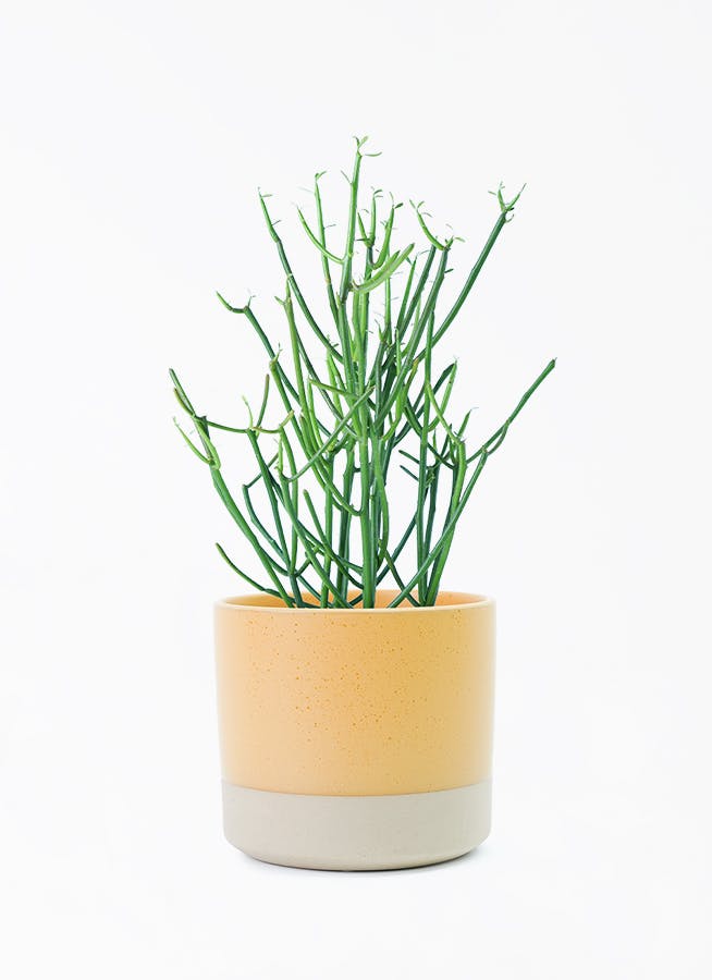 フィカス　ベンガレンシス4 ficus-benghalensis-1008_1.jpg?