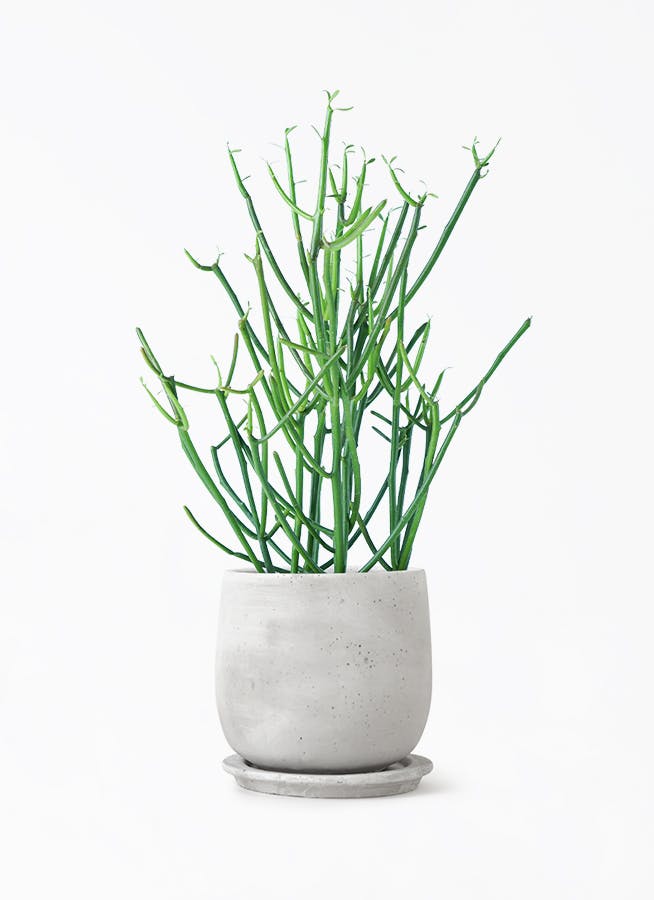 ミルクブッシュ | HitoHana（ひとはな）