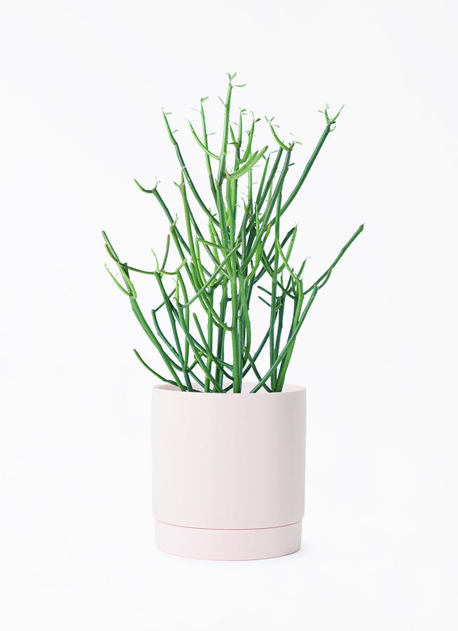 植物ミルク様 観葉植物 ミルクブッシュ 4号 リア ピンク M 付き | 観葉植物