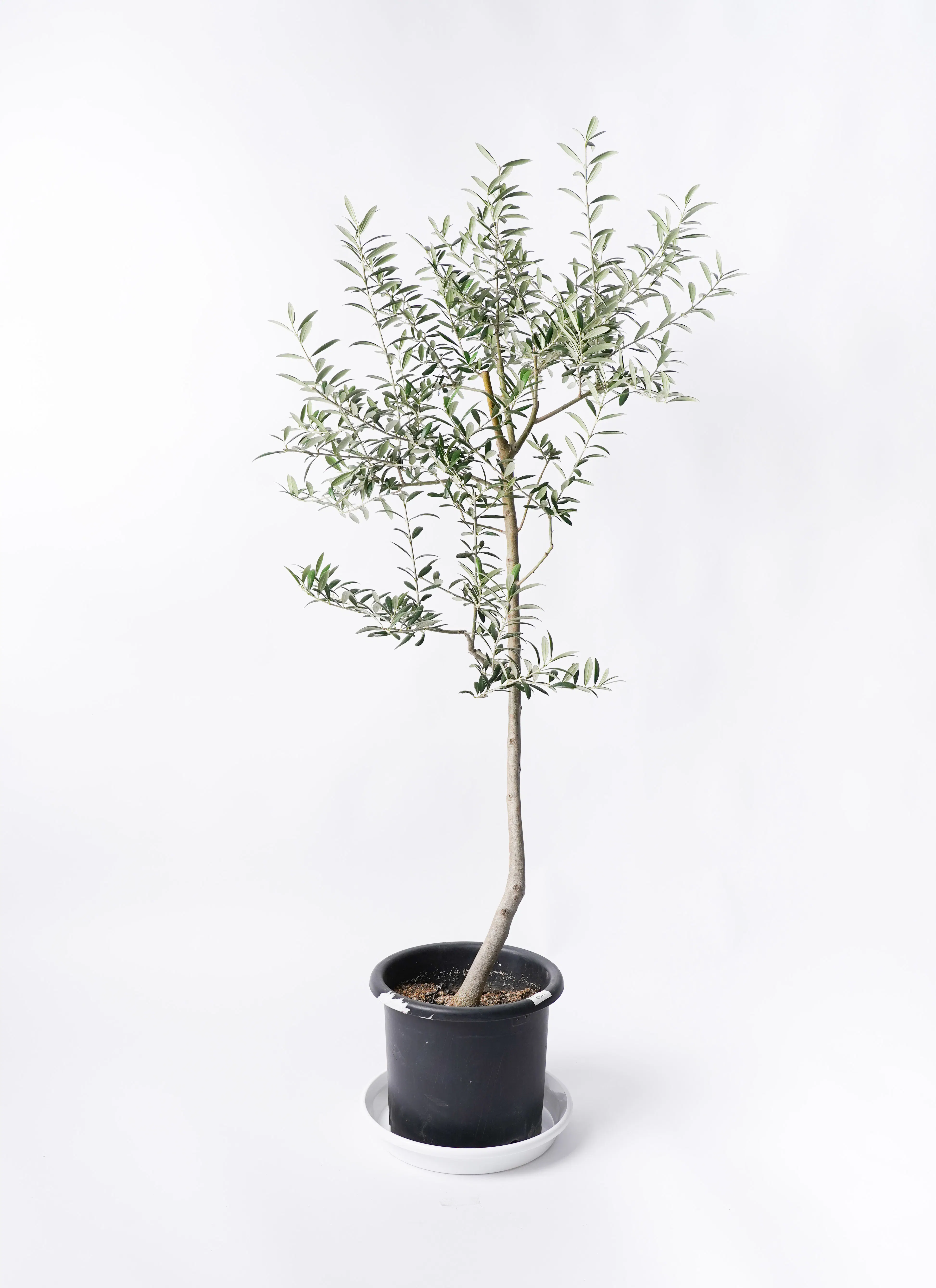 オリーブの木 ルッカ | 観葉植物 | 送料無料でお届け - Hitohana（ひと 