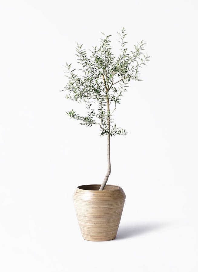 オリーブの木 ルッカ | 観葉植物 | 送料無料でお届け - Hitohana（ひと