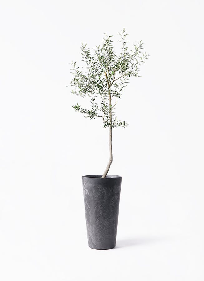 オリーブの木 8号 | 観葉植物 | 送料無料でお届け - Hitohana