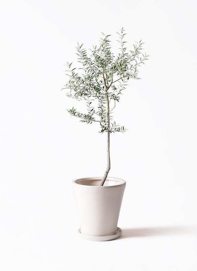 オリーブの木 8号 | 観葉植物 | 送料無料でお届け - Hitohana（ひとはな）