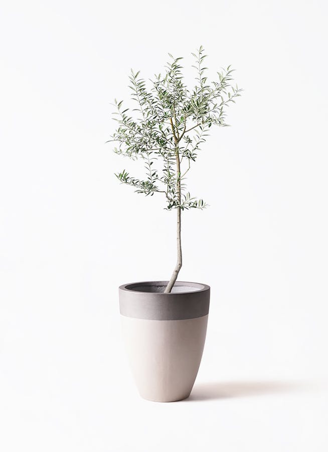 オリーブの木 ルッカ | 観葉植物 | 送料無料でお届け - Hitohana