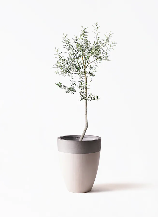 オリーブの木 ルッカ | 観葉植物 | 送料無料でお届け - Hitohana（ひと 
