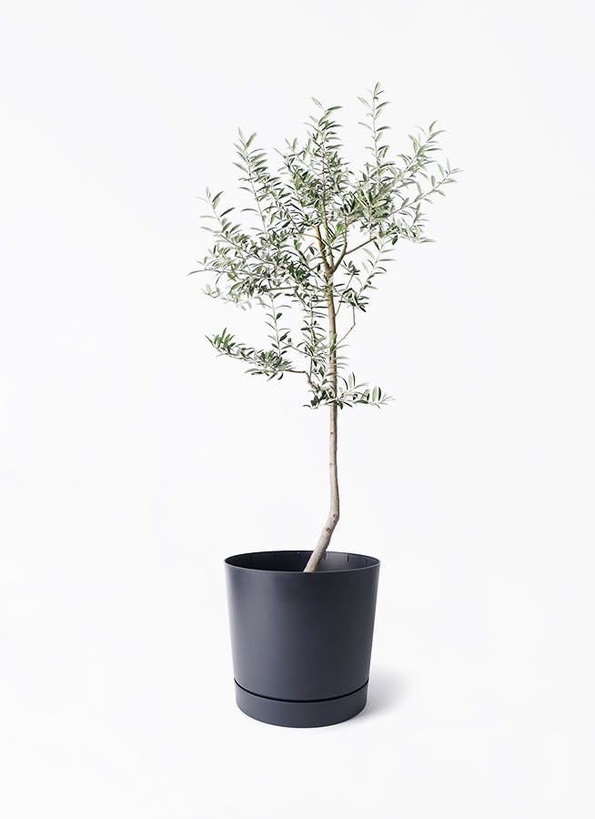 Olive オリーブの木 ルッカ Lucca 5号鉢 オリーブ 盆栽 Olive オリーブの木 ルッカ Lucca 盆栽仕立て 恐竜のたまご