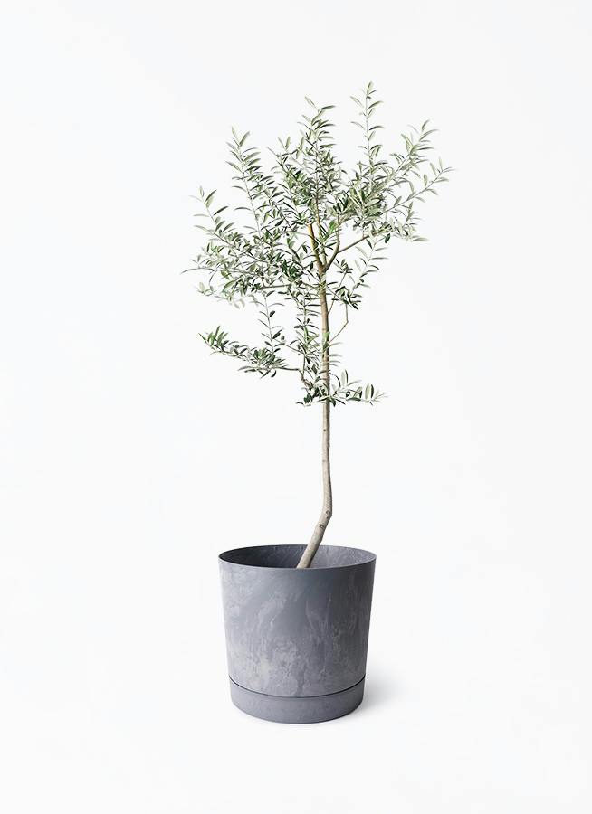 オリーブの木 ルッカ | 観葉植物 | 送料無料でお届け - Hitohana（ひと