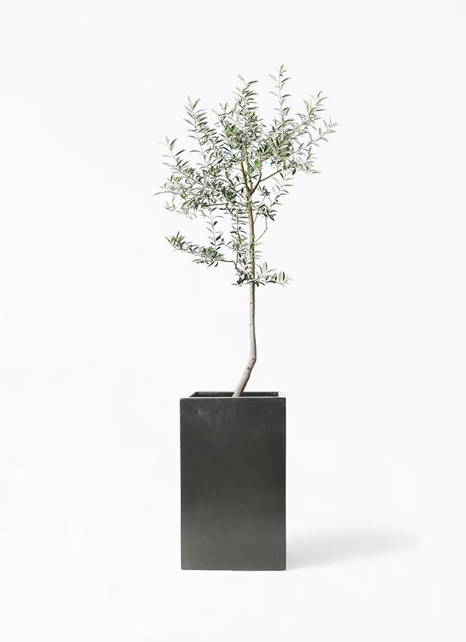 オリーブの木,た植物/観葉植物ルッカ『特大、綺麗な樹形。樹高約150㌢ オリーブの木 ルッカ | 観葉植物 | 送料無料でお届け - Hitohana