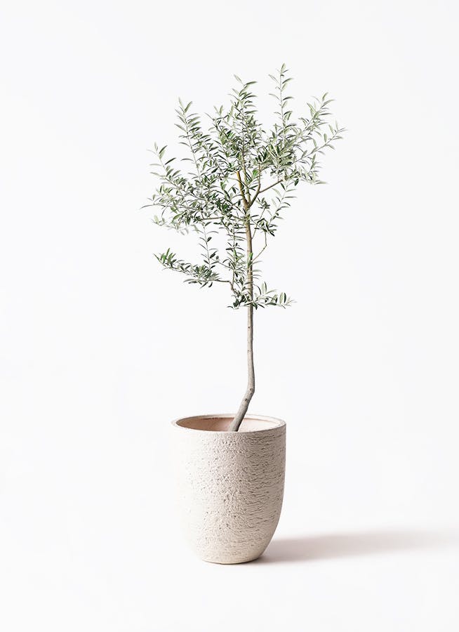 オリーブの木 ルッカ | 観葉植物 | 送料無料でお届け - Hitohana