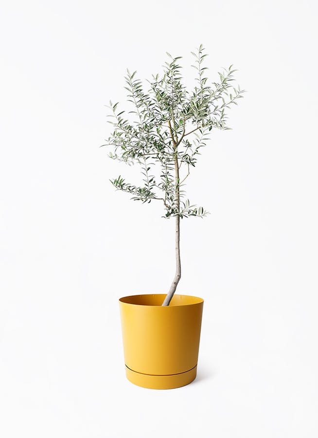 オリーブ『ルッカ』全長155㌢オリーブの木,た植物/観葉植物