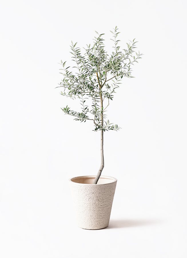 オリーブの木 ルッカ | 観葉植物 | 送料無料でお届け - Hitohana