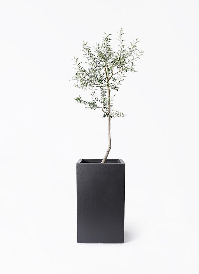 【現品】オリーブ　8号（1）ルッカ 現品］オリーブ ルッカ 8号 観葉植物 屋外 ベランダ おしゃれ