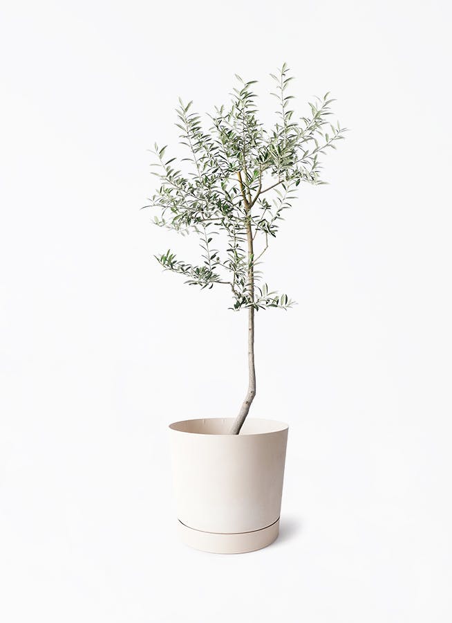 オリーブの木 ルッカ | 観葉植物 | 送料無料でお届け - Hitohana（ひと