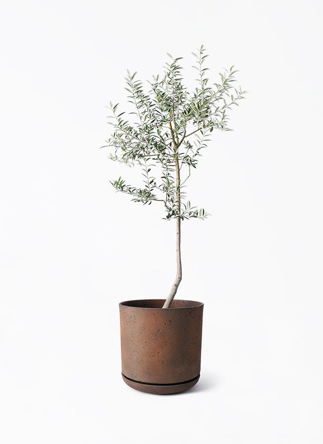 オリーブの木　ルッカ　10号　約140cm　K-168　人気品種　一点物 ルッカ Lサイズ 約140cm K-168 オリーブの木 人気品種 - 株式