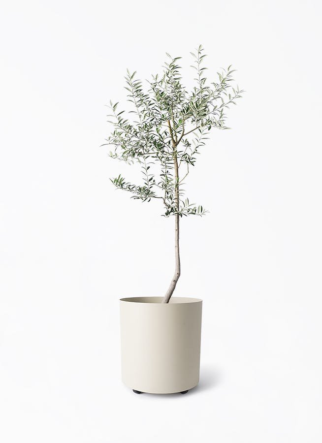 オリーブの木 ルッカ | 観葉植物 | 送料無料でお届け - Hitohana（ひと