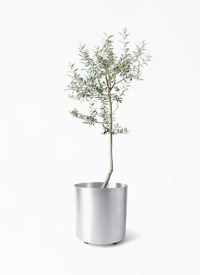 オリーブの木 ルッカ | 観葉植物 | 送料無料でお届け - Hitohana（ひと