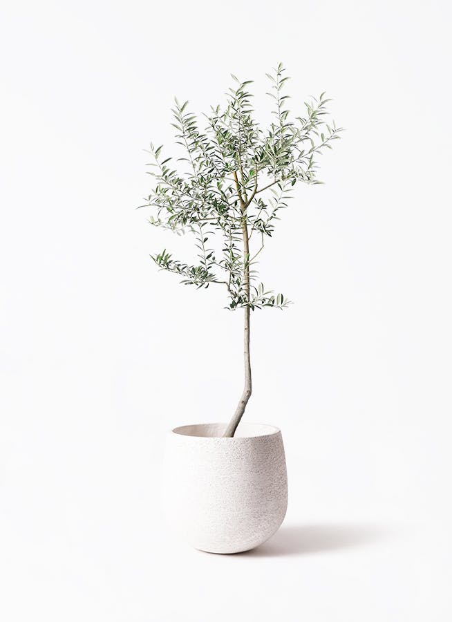 オリーブの木 ルッカ | 観葉植物 | 送料無料でお届け - Hitohana（ひと