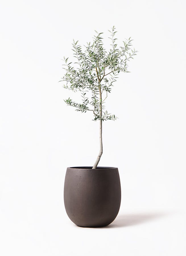 Olive オリーブの木 ルッカ Lucca 5号鉢 オリーブ Olive オリーブの木 ルッカ Lucca 5号鉢 オリーブ 果樹 庭木