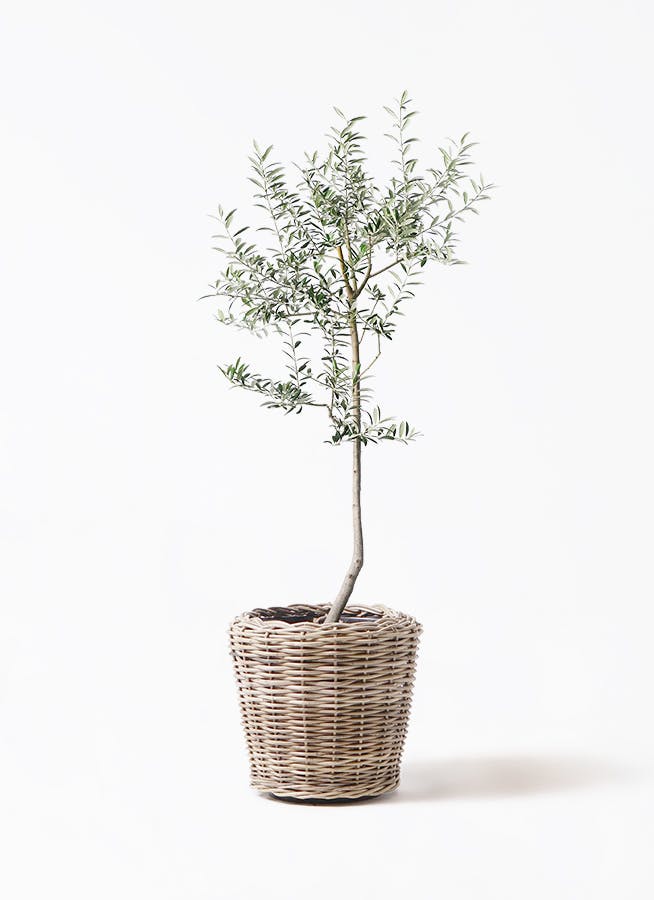 オリーブの木 ルッカ | 観葉植物 | 送料無料でお届け - Hitohana