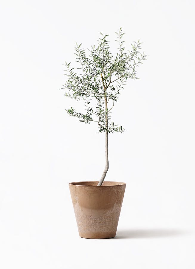オリーブの木 ルッカ | 観葉植物 | 送料無料でお届け - Hitohana（ひと