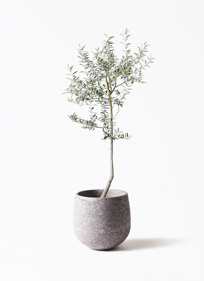 オリーブの木 ルッカ | 観葉植物 | 送料無料でお届け - Hitohana（ひと 
