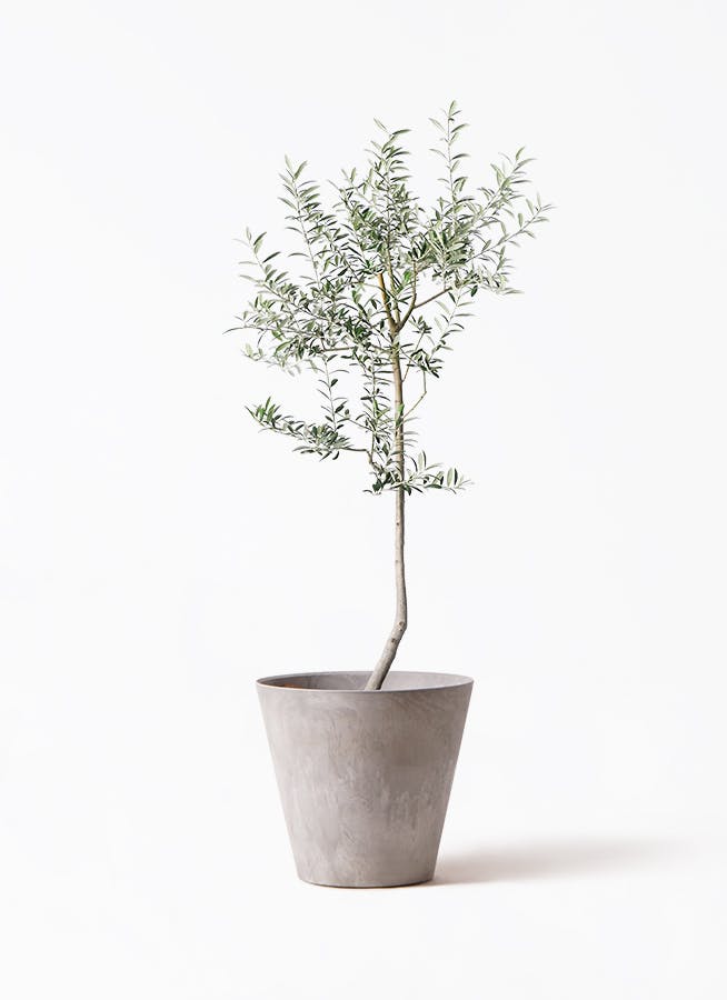 観葉植物 オリーブ 8号 ルッカ アートストーン ラウンド グレー 付き