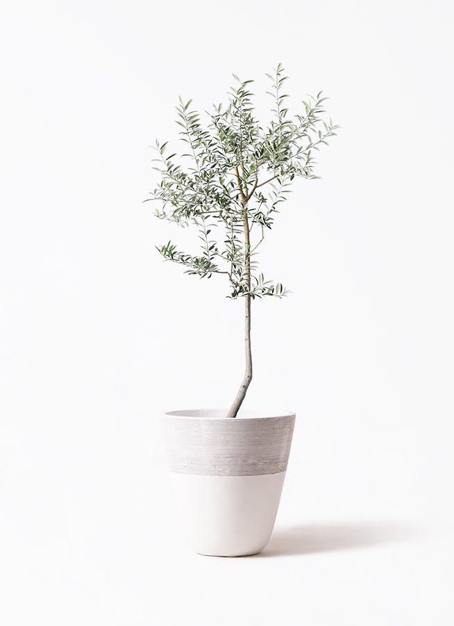 オリーブの木 ルッカ | 観葉植物 | 送料無料でお届け - Hitohana（ひと