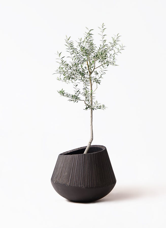 観葉植物 オリーブ 8号 ルッカ エディラウンド 黒 付き | 観葉植物なら
