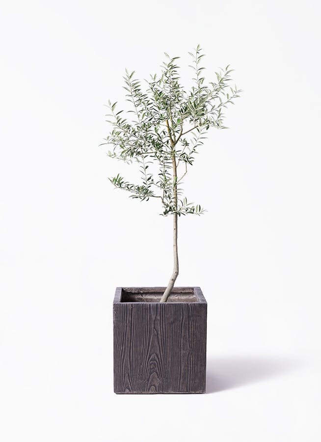 Olive オリーブの木 ルッカ Lucca 5号鉢 オリーブ Olive オリーブの木 ルッカ Lucca 5号鉢 オリーブ 果樹 庭木
