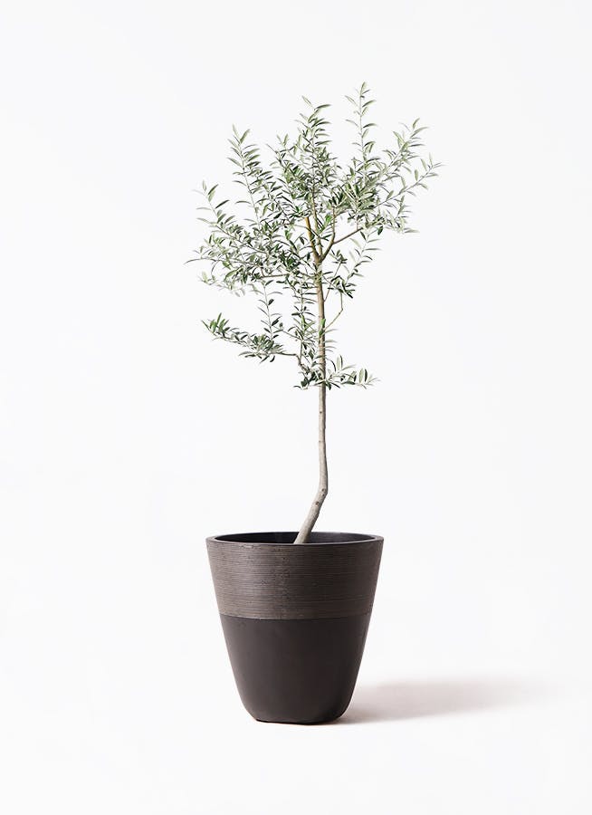 ［現品］99番 創樹　オリーブルッカ　7号　観葉植物　オリーブの木　自家結実性有 現品］99番 創樹 オリーブ ルッカ 7号 観葉植物 大型 屋外