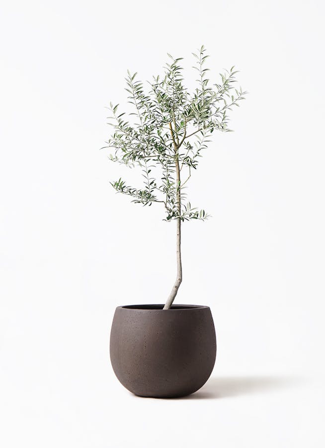 オリーブの木 ルッカ | 観葉植物 | 送料無料でお届け - Hitohana（ひと