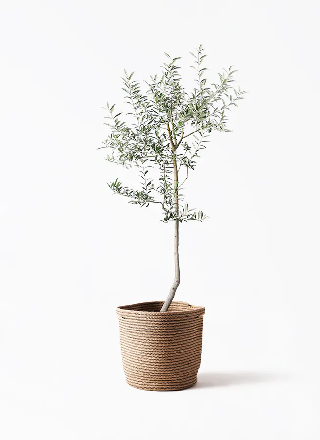 オリーブの木 ルッカ | 観葉植物 | 送料無料でお届け - Hitohana（ひと 