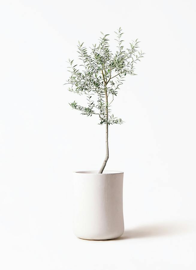 オリーブの木 ルッカ | 観葉植物 | 送料無料でお届け - Hitohana（ひと