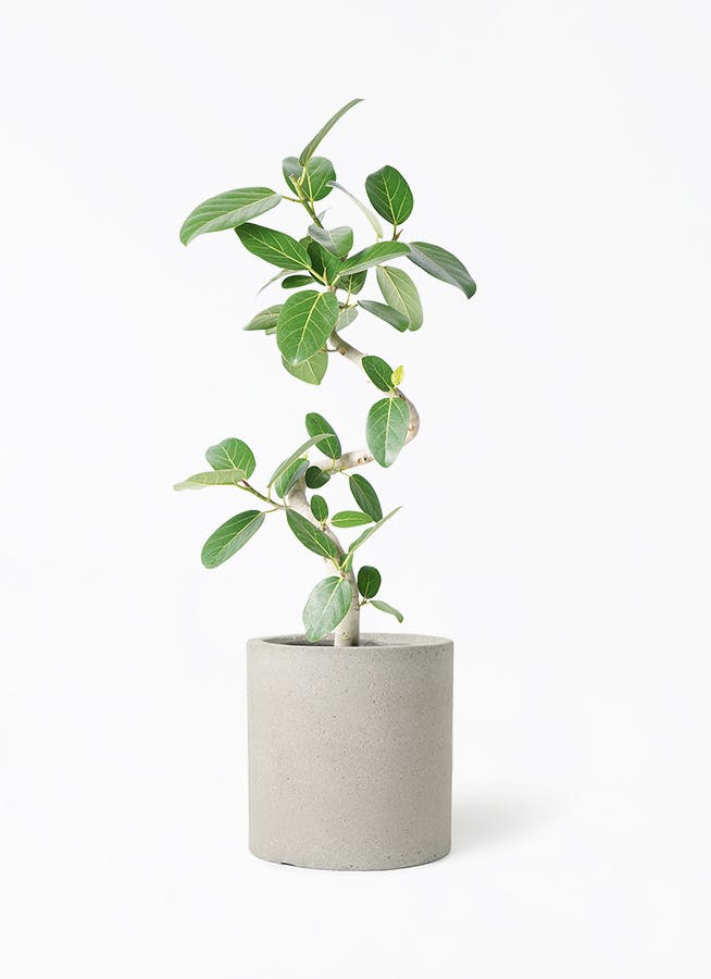 観葉植物 ユーカリ 7号 グニー コーディル シリンダー グレー
