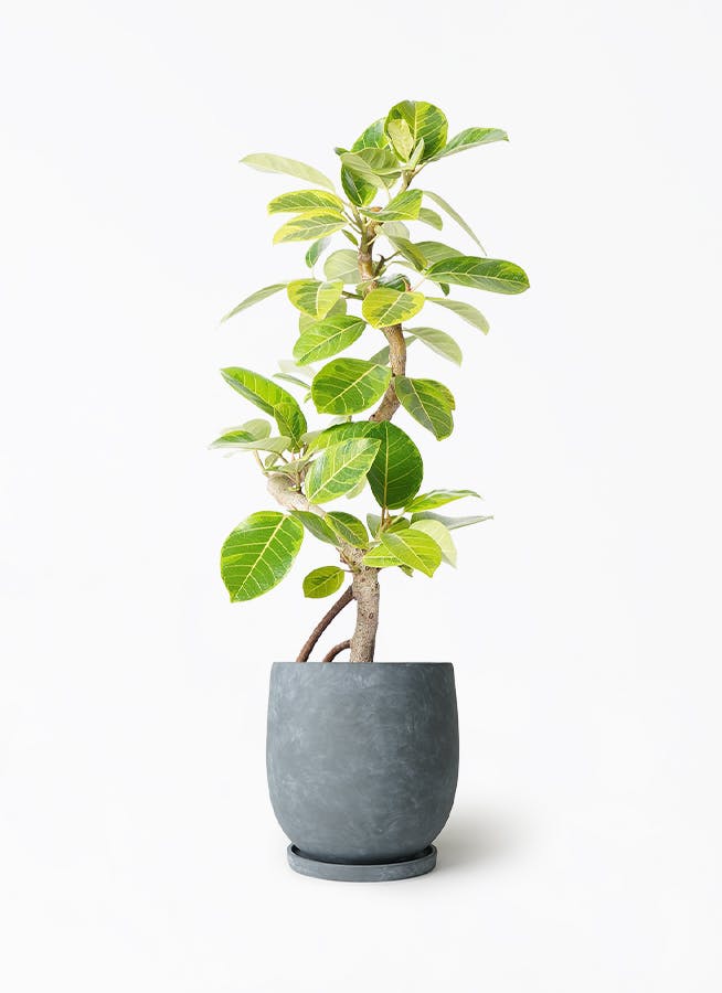 天久グリーンファームのフィカス アルテシーマ | 観葉植物ならHitoHana
