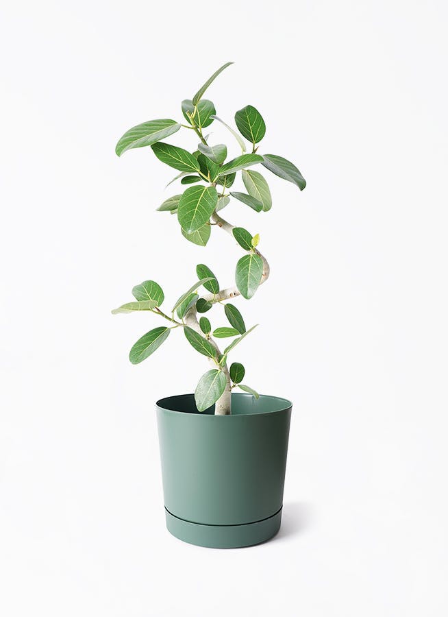 樹形を楽しむ観葉植物 | 通販専門店 HitoHana（ひとはな）