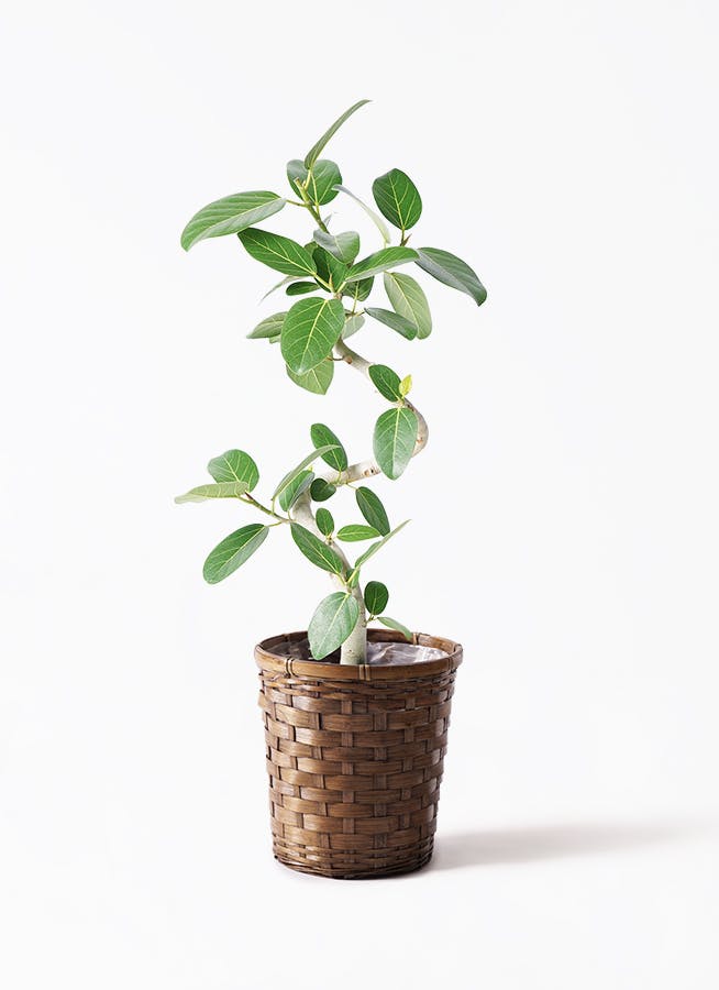 フィカス ベンガレンシス 7号 | 観葉植物 | 送料無料でお届け