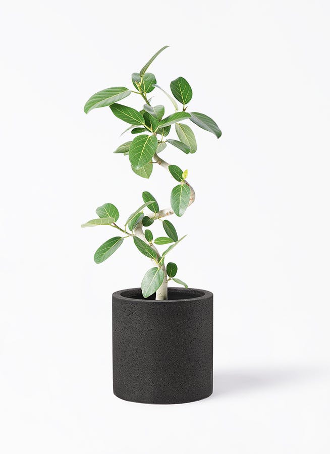 K*i様 フィカス　ベンガレンシス　観葉植物　7号　約110センチ 2 観葉植物 フィカス ベンガレンシス 7号 曲り コーディル