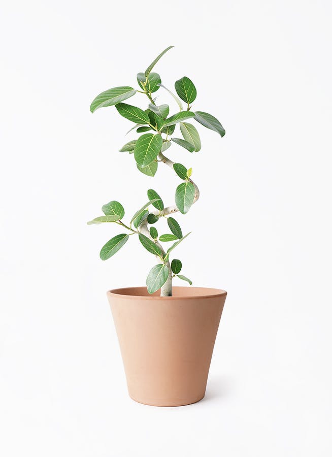 フィカス ベンガレンシス 観葉植物 おしゃれ 美品 限定 楽天市場】観葉植物【現品】おしゃれ フィカス ベンガレンシス