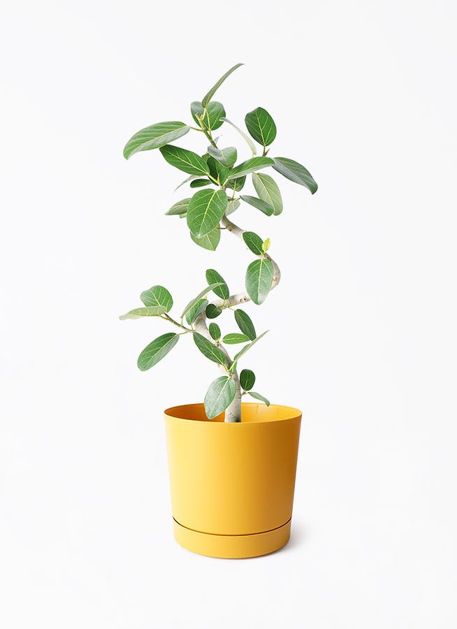 フィカス 。観葉植物。鉢ごと無料で発送致します。 観葉植物 フィカス ベンガレンシス 6号 曲り プラスチック鉢