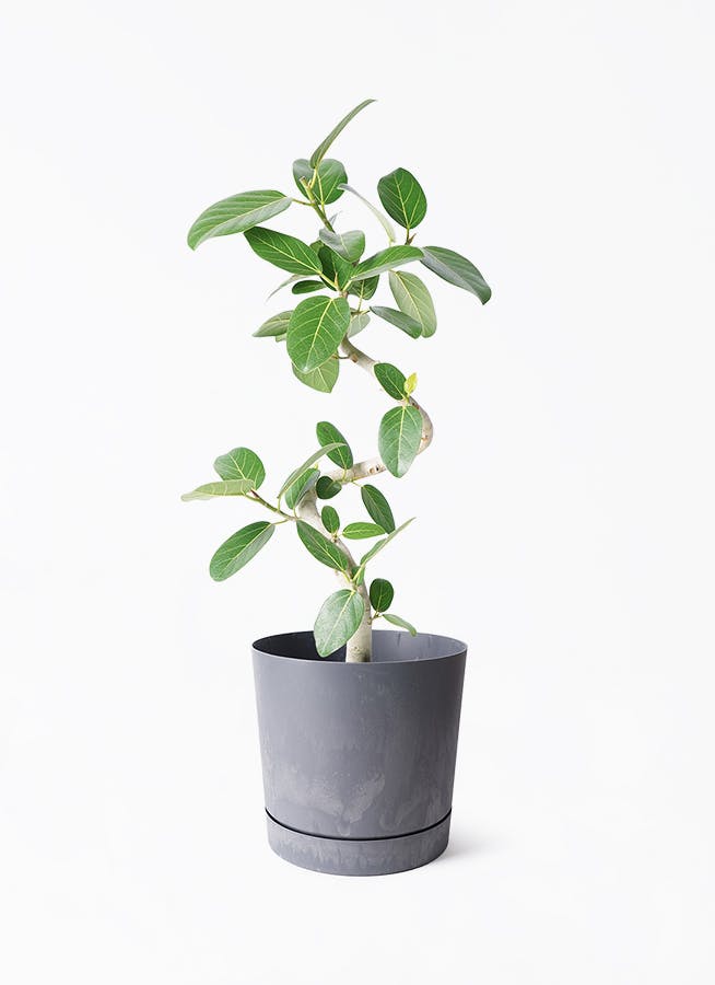 フィカス ベンガレンシス 7号 | 観葉植物 | 送料無料でお届け
